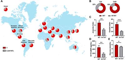 Loss-of-function N178T variant of the human P2Y4 receptor is associated with decreased severity of coronary artery disease and improved glucose homeostasis